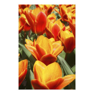 Tulips abound in Keukenhof Gardens, Holland. Photo Print