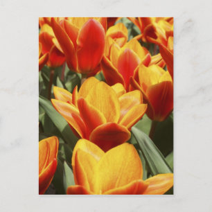 Tulips abound in Keukenhof Gardens, Holland. Postcard