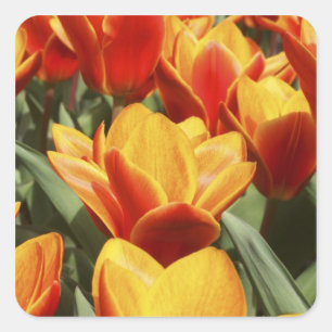 Tulips abound in Keukenhof Gardens, Holland. Square Sticker