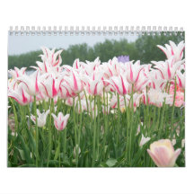 tulips all year round