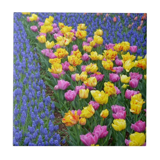 Tulips and bluebells flower garden ceramic tile (Front)