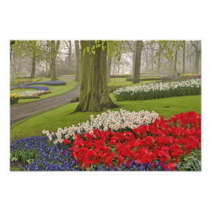 Tulips and daffodils, Keukenhof Gardens, Photo Print