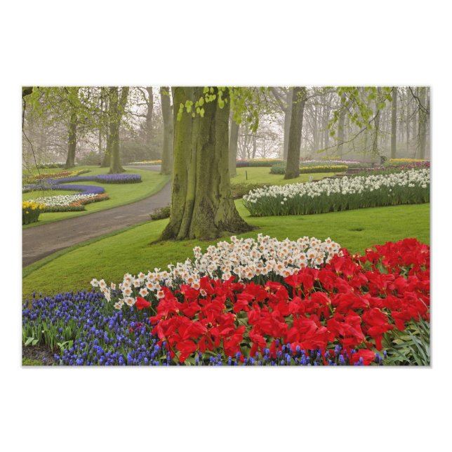 Tulips and daffodils, Keukenhof Gardens, Photo Print (Front)