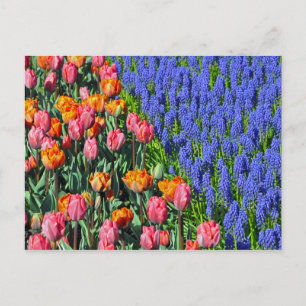 Tulips and muscari flowers postcard