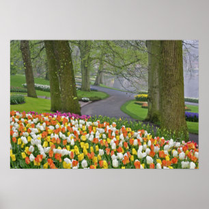 Tulips and roadway, Keukenhof Gardens, Lisse, Poster