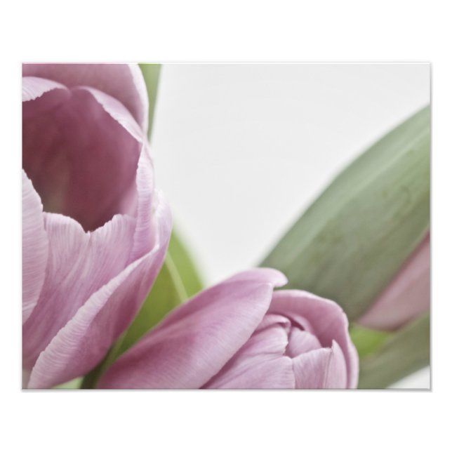 Tulips are Blooming Photo Print (Front)