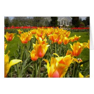 Tulips At Elizabeth Park