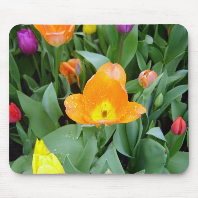 Tulips at the Eden Project, Cornwall, UK Mouse Pad (Front)