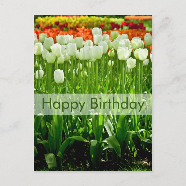 Tulips Birthday Postcard | Geburtstagskarte Tulpen (Front)
