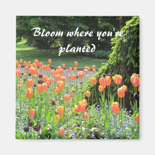 Tulips - Bloom Where You're Planted Magnet