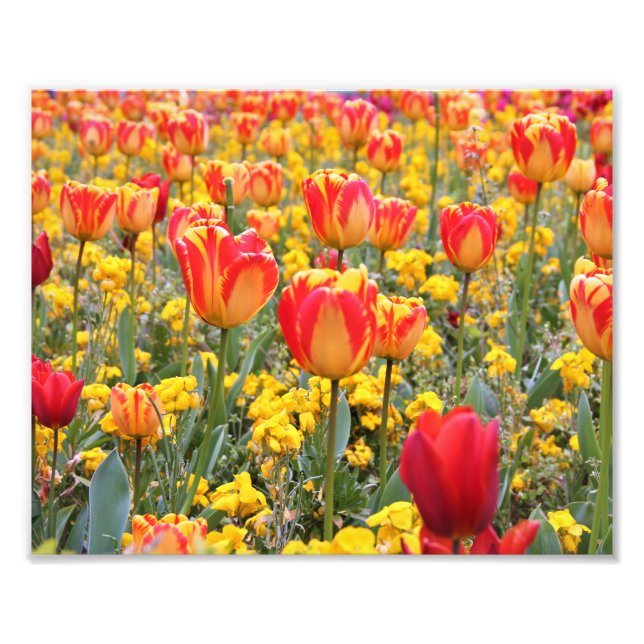Tulips, Bright and colourful yellow and red Photo Print (Front)