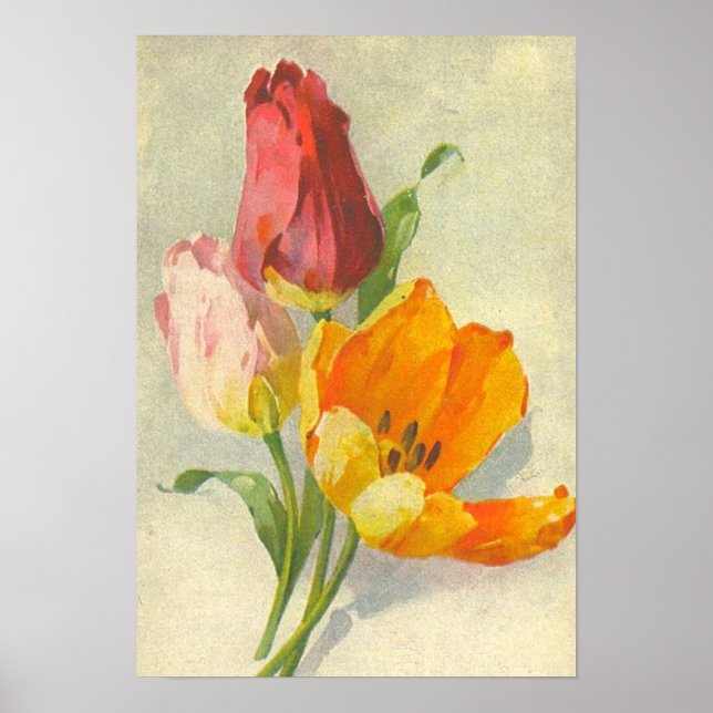Tulips by Catherine Klein Poster (Front)