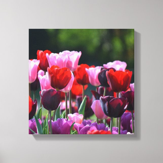 Tulips Canvas Print (Front)