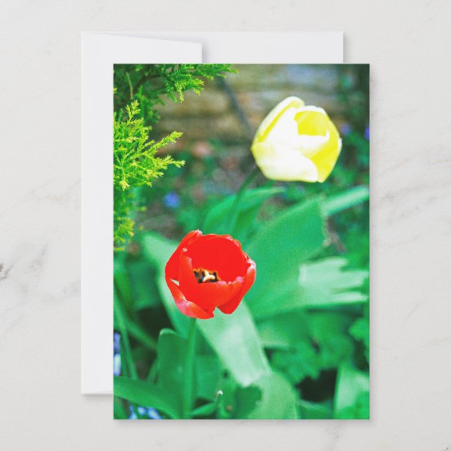 Tulips card (Front)