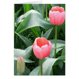 Tulips card