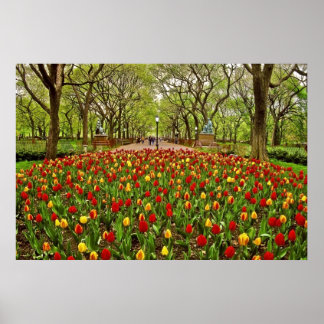 Tulips Central Park NYC Poster