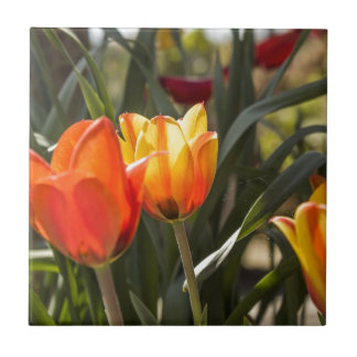 Tulips Ceramic Tile