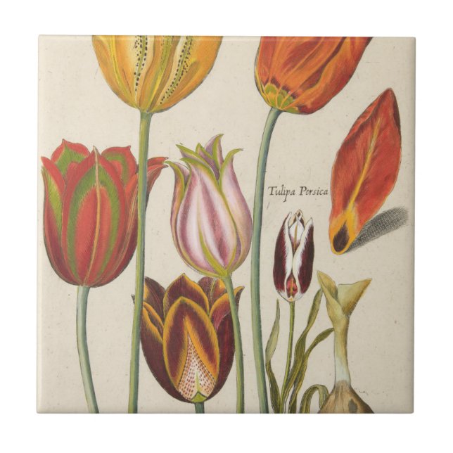 Tulips Ceramic Tile (Front)
