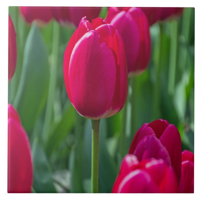 Tulips ceramic tile (Front)