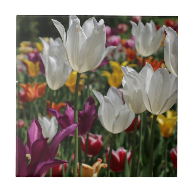 Tulips Ceramic Tile (Front)