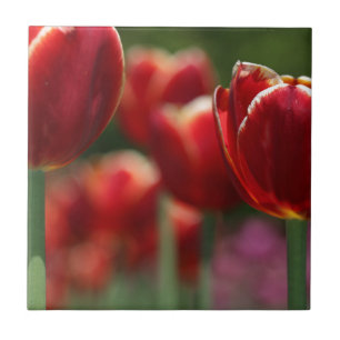 Tulips Ceramic Tile
