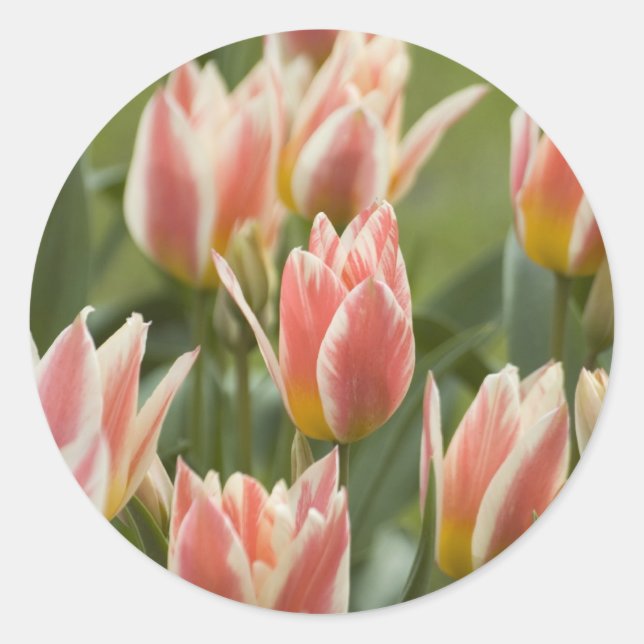 Tulips Classic Round Sticker (Front)