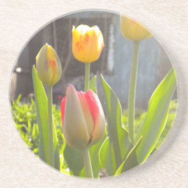 Tulips Coaster (Front)