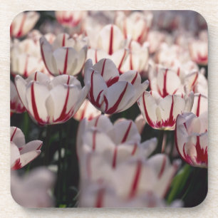 Tulips Coaster