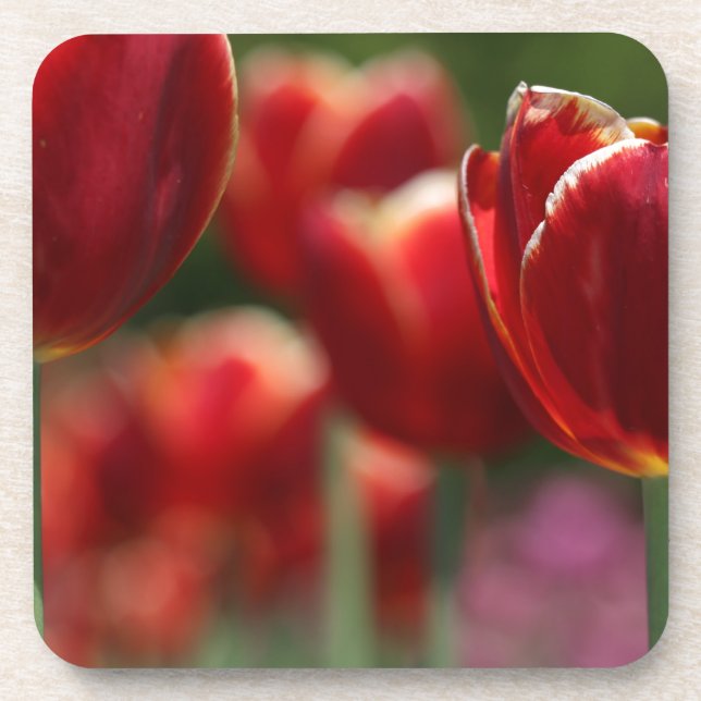Tulips Coaster (Front)