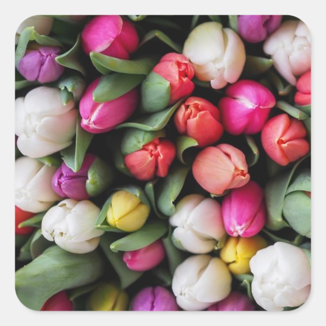 Tulips Colourful Flowers Easter Spring Square Sticker (Front)