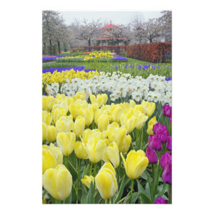 Tulips, daffodils, and Grape Hyacinth flowers, Photo Print
