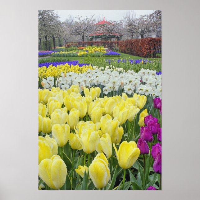 Tulips, daffodils, and Grape Hyacinth flowers, Poster (Front)