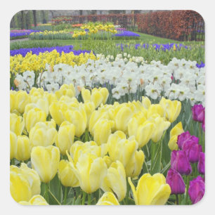 Tulips, daffodils, and Grape Hyacinth flowers, Square Sticker