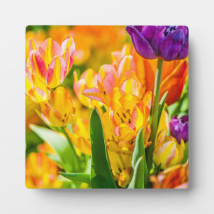 Tulips Enchanting 01 Plaque