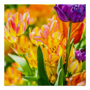 Tulips Enchanting 01 Poster
