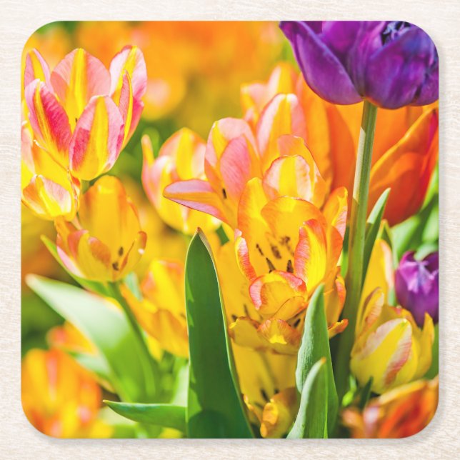 Tulips Enchanting 01 Square Paper Coaster (Front)