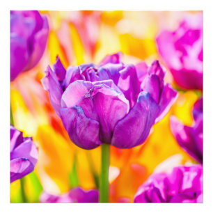 Tulips Enchanting 06 Photo Print