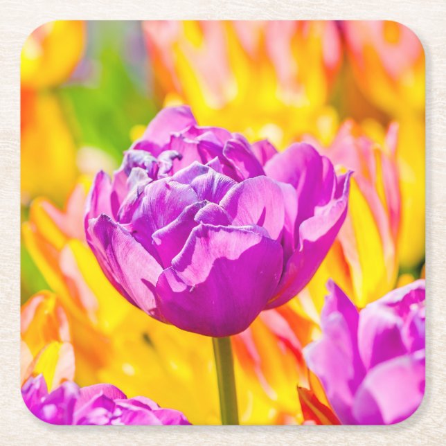 Tulips Enchanting 12 Square Paper Coaster (Front)