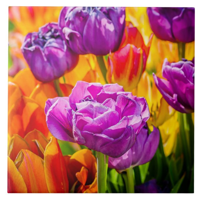 Tulips Enchanting 12a Ceramic Tile (Front)