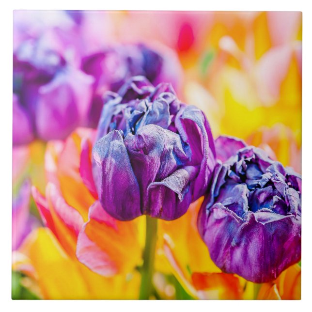 Tulips Enchanting 14 Ceramic Tile (Front)