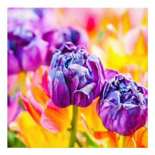 Tulips Enchanting 14 Photo Print