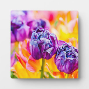 Tulips Enchanting 14 Plaque