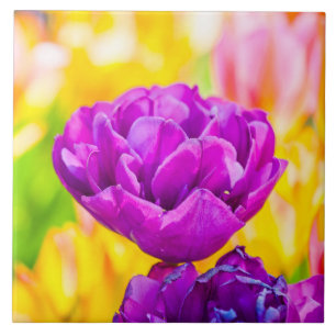 Tulips Enchanting 15 Tile