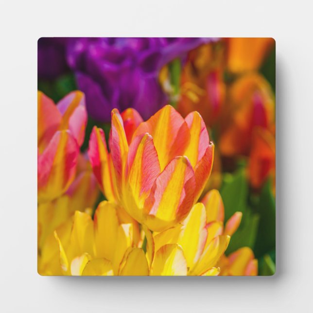 Tulips Enchanting 16 Plaque (Front)