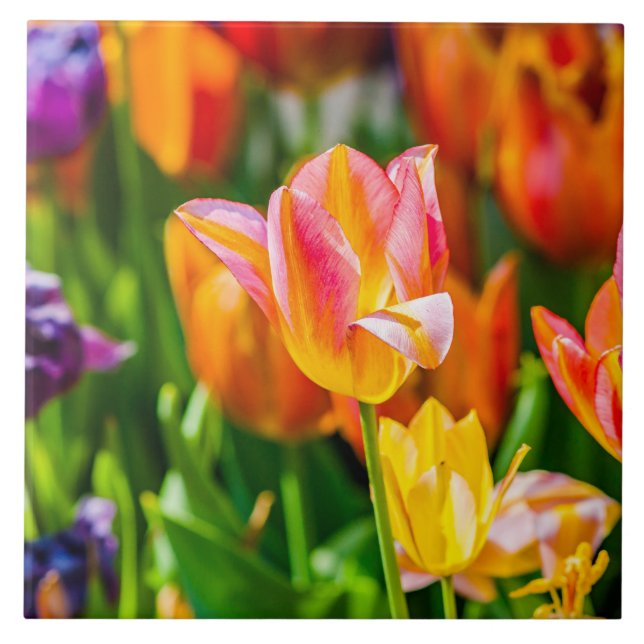 Tulips Enchanting 17 Ceramic Tile (Front)
