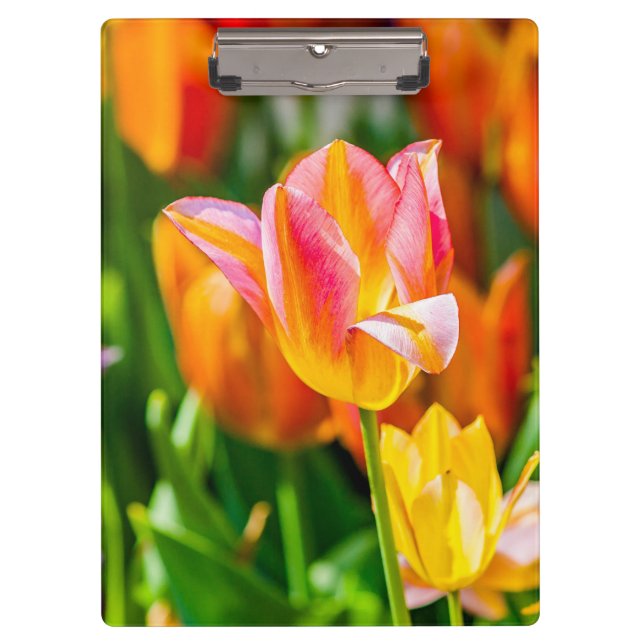 Tulips Enchanting 17 Clipboard (Front)