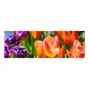 Tulips Enchanting 17 Photo Print