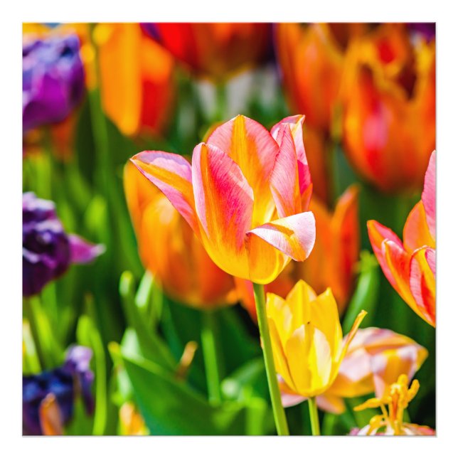 Tulips Enchanting 17 Photo Print (Front)