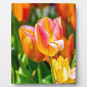 Tulips Enchanting 17 Plaque