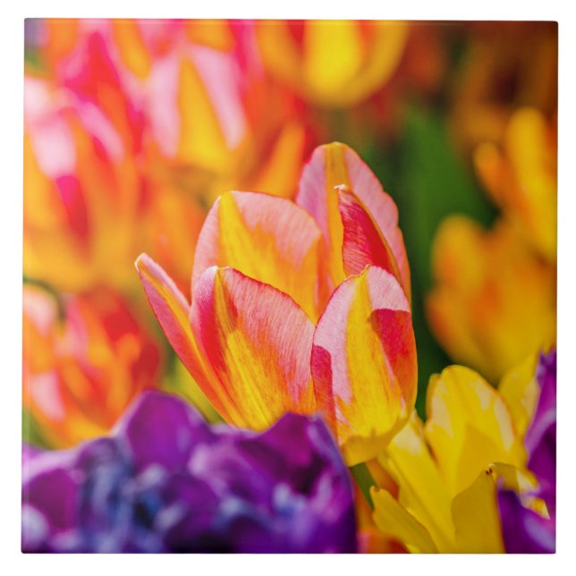 Tulips Enchanting Ceramic Tile (Front)
